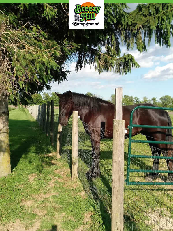 Breezy Hill Stables Horse Boarding